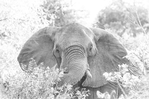 Elephant in high key - Photo by Nancy Schumann