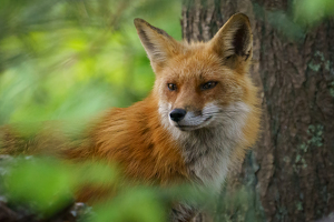 Essence of the Fox - Photo by Jeff Levesque