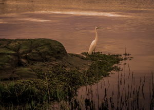 Evening Egret - Photo by Arthur McMannus