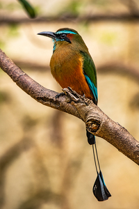 Class A 1st: Flamboyantly plumaged Turquoise-browed Motmot by Aadarsh Gopalakrishna