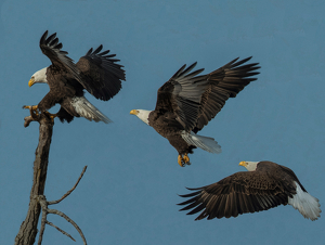 Flight of an Eagle - Photo by Libby Lord