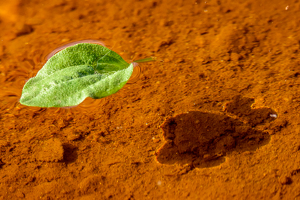 Class B 1st: Floating Leaf on a puddle by Aadarsh Gopalakrishna