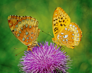 Fritillaries Feasting on Thistle - Photo by John McGarry