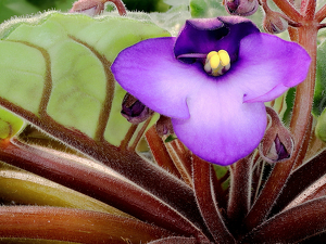 Class B 2nd: Fuzzy Wuzzy was ... an African Violet?! by Eric Wolfe