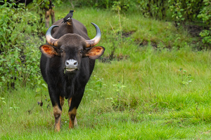 Gaur (Indian Bison) with Indian Myna, Kabini forest, India - Photo by Aadarsh Gopalakrishna