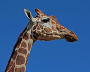Giraffe - Photo by Bill Latournes