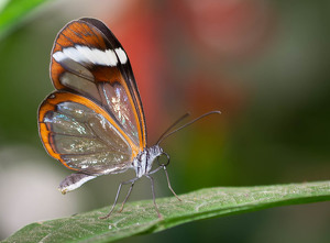 Glass Wing - Photo by Kevin Hulse