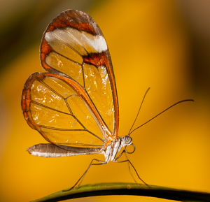 Class B 2nd: Glasswing Butterfly by Terri-Ann Snediker