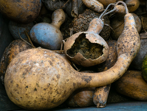 Gobs Of Gourds - Photo by Bob Ferrante