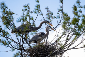 Great Blue Heron nest buiding - Photo by Nancy Schumann