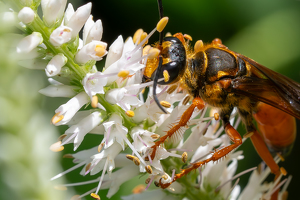 Class B HM: Great golden digger wasp by Chris Wilcox