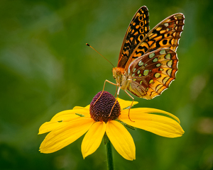 Great Spangled Fritillary on Cone Flower - Photo by John McGarry