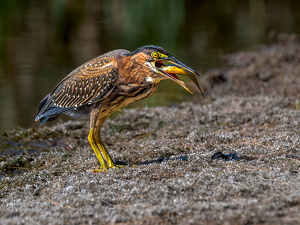 Green Heron Down The Hatch - Photo by Frank Zaremba, MNEC