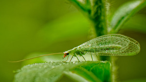 Green Lacewing - Photo by John McGarry