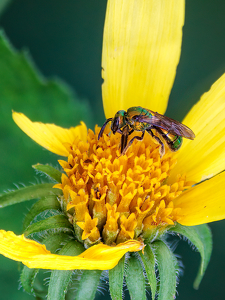 Green sweat bee - Photo by Robert McCue