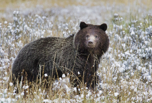 Salon 1st: Grizzly bear in snow covered meadow by Danielle D'Ermo