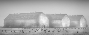 Grounded in Fog - Photo by Arthur McMannus