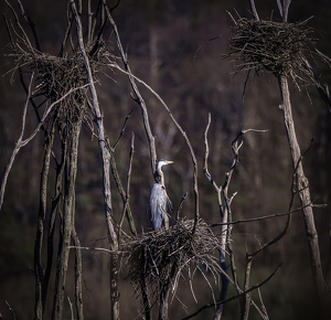 Heron Nesting - Photo by Arthur McMannus