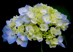 Hydrangea Early Blooms - Photo by Quyen Phan