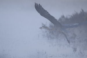Class A 2nd: I saw a Great Blue Heron in my dream by Nancy Schumann