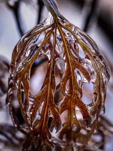 Ice ball from drooping leaves. - Photo by Richard Provost