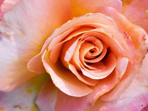 Inside a Rose - Photo by Charles Hall