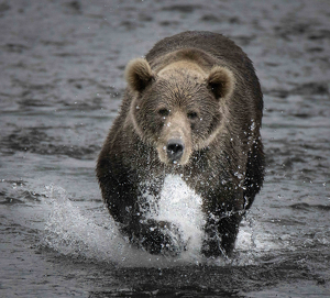 Salon HM: Kodiak bear in Water by Danielle D'Ermo
