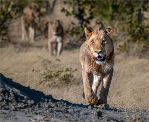 Leading the Pride - Photo by Susan Case