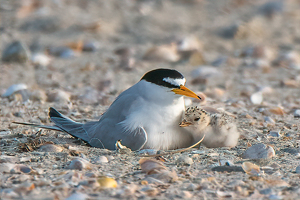 Least Terns Snuggling - Photo by Lorraine Cosgrove