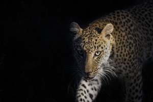Class A HM: Leopard Heading Home by Nancy Schumann