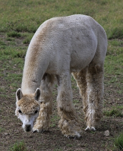 Llama - Photo by Bill Latournes