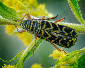 Salon 1st: Locust Borer Beetle by John McGarry
