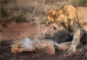 Love in the Red Sands of the Kalahari - Photo by Susan Case