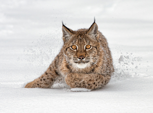 Lynx in Snow by Danielle D'Ermo