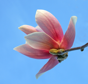 Magnolia blossom - Photo by Ron Thomas