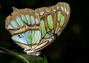 Malachite Butterfly - Photo by Quyen Phan