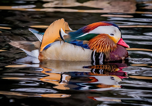 Mandarin Duck with Reflection - Photo by Frank Zaremba, MNEC