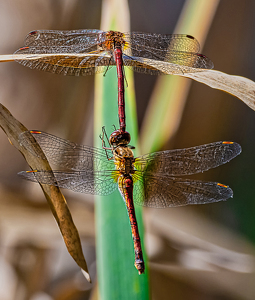 Matting Dragon Flies - Photo by Frank Zaremba, MNEC