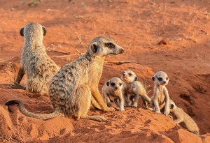 Meerkat Family on the red sands of the Kalahari Desert - Photo by Susan Case