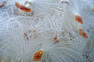 Milkweed Seeds with Dew - Photo by John McGarry