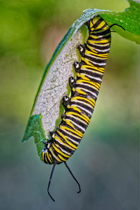 Monarch Caterpillar Feeding on Milkweed - Photo by John McGarry