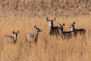Montana Mule Deer - Photo by John Clancy