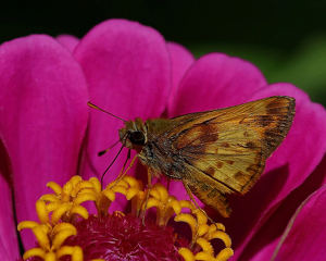 Moth On A Flower - Photo by Bill Latournes
