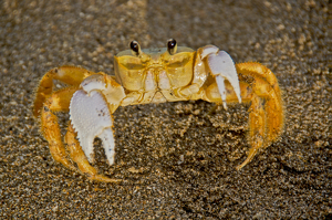 Mr Crab - Photo by Jim Patrina