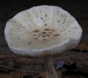 Mushroom - Photo by Bill Latournes