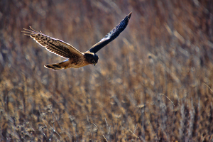 Northern Harrier Searching for Breakfast - Photo by Richard Busch