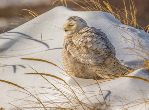 On a Snowy Dune - Photo by Libby Lord
