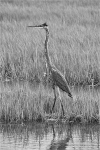 On Alert in the Marsh - Photo by Mark Tegtmeier
