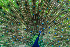Peacock - Photo by Susan Case