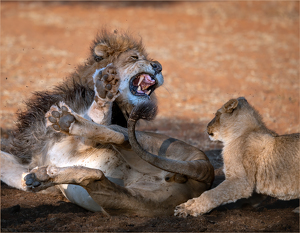 Pestering Dad - Not the Best Idea - Photo by Susan Case